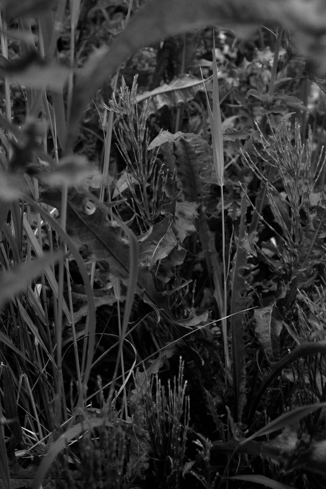 Wild grasses and seed heads growing on the waste ground