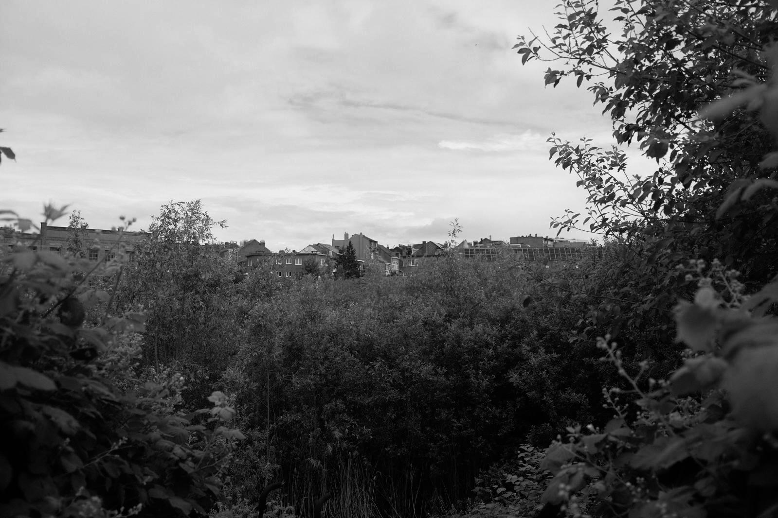 The wetland at dusk