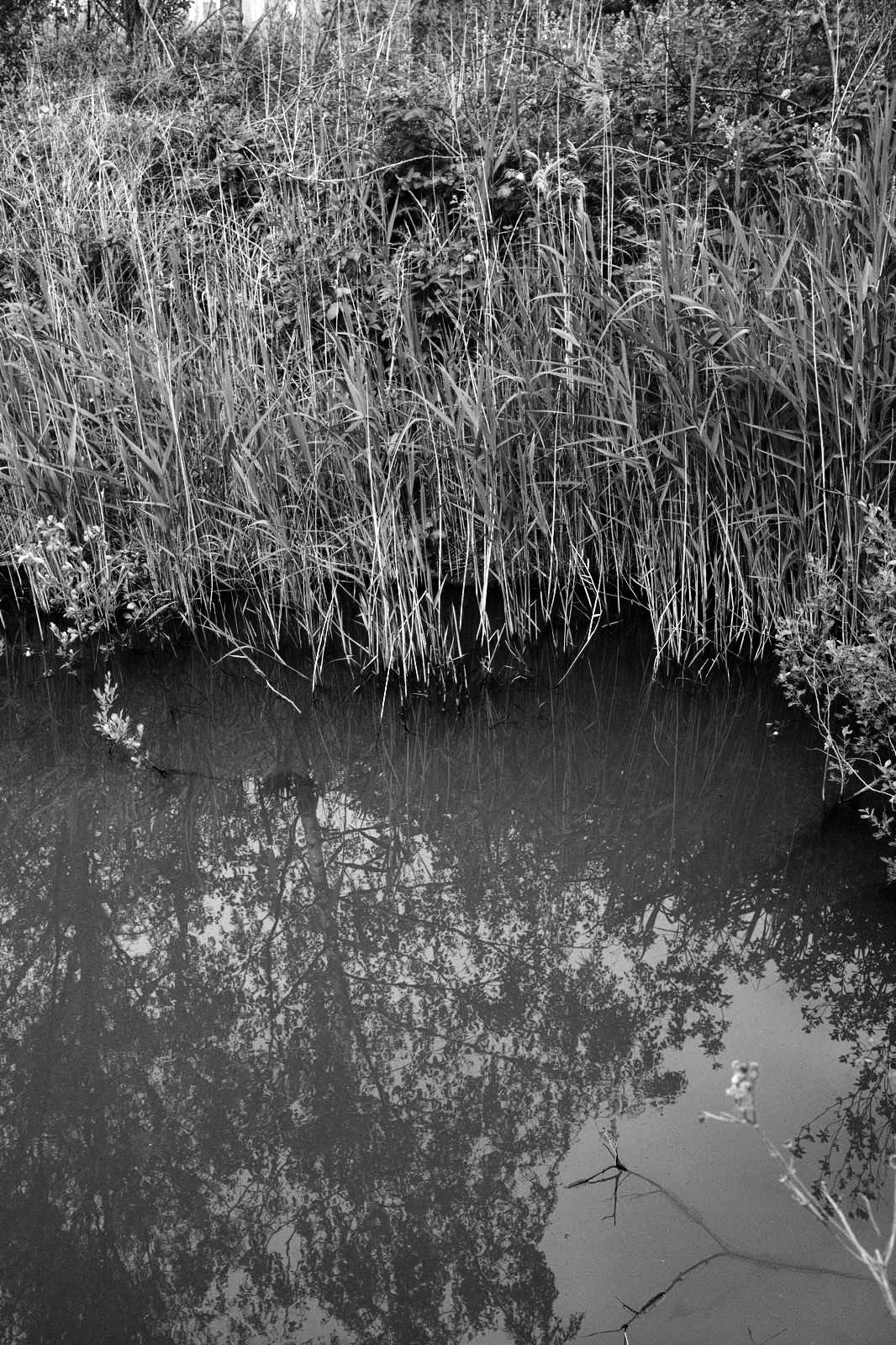 Still water at the edge of the wetland, framed by reeds