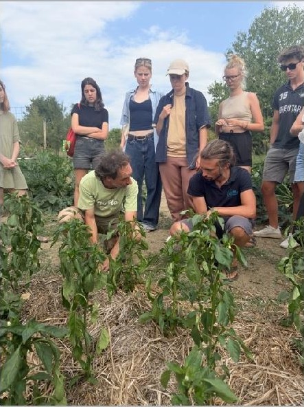 Two people crouching among pepper plants while others watch