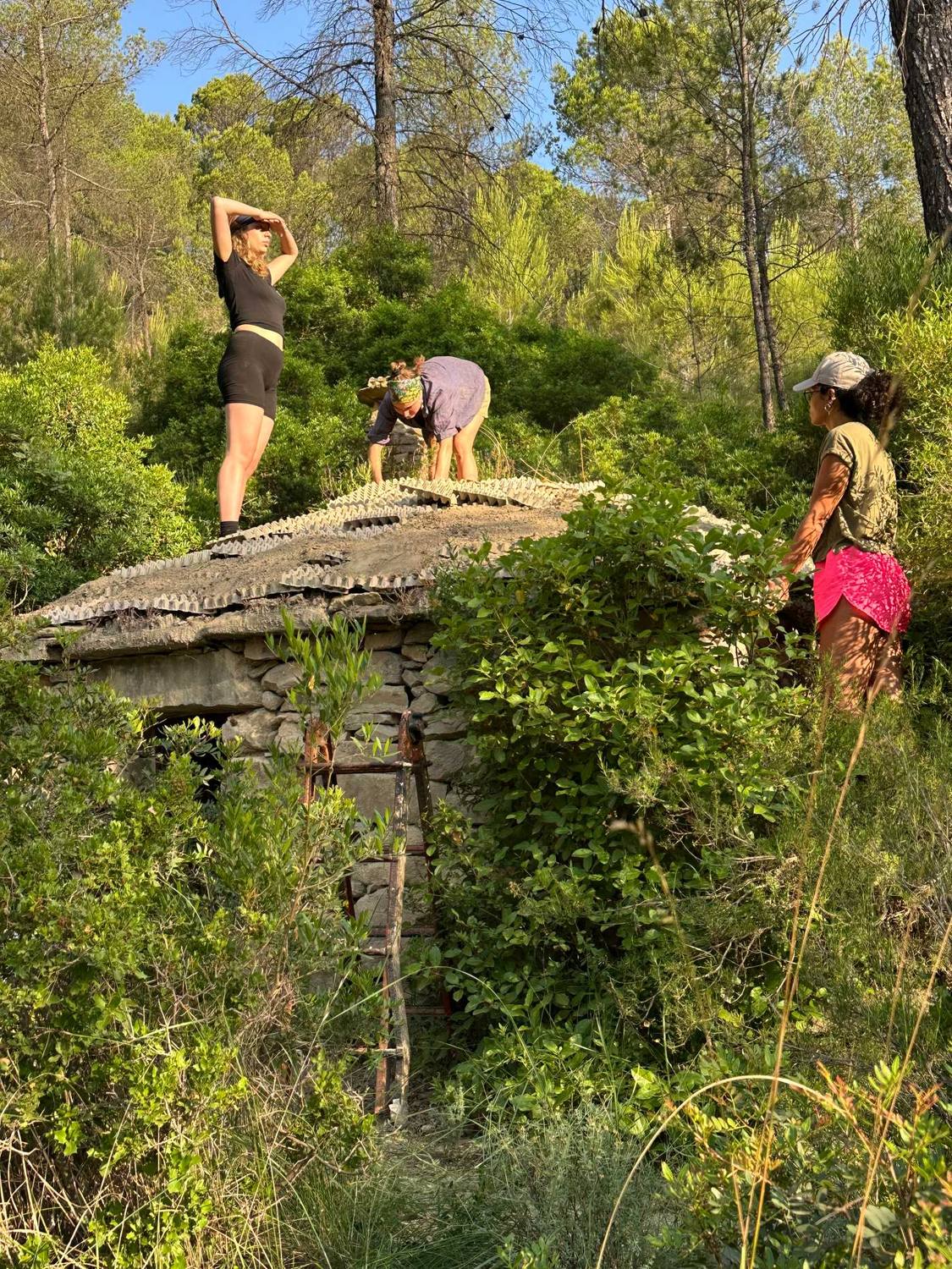 Participants on a living roof surrounded by woodland
